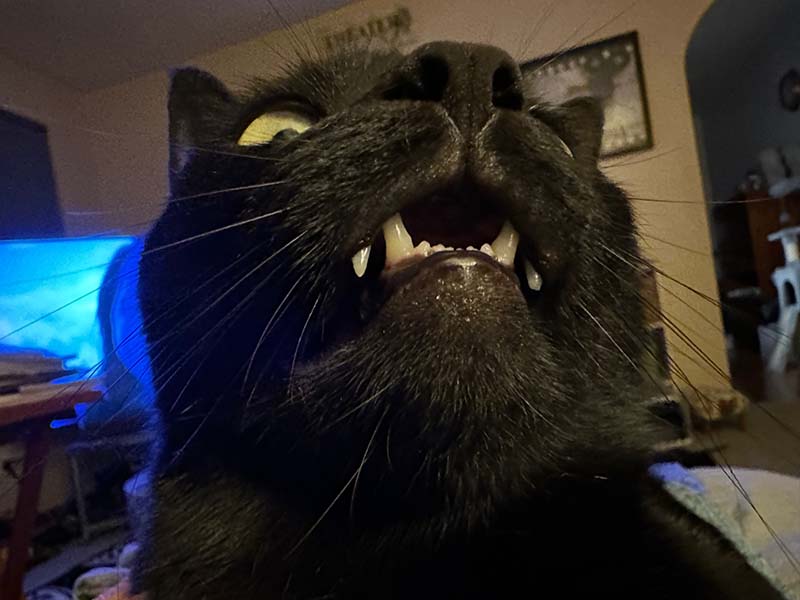 Ash, a black cat with big teeth