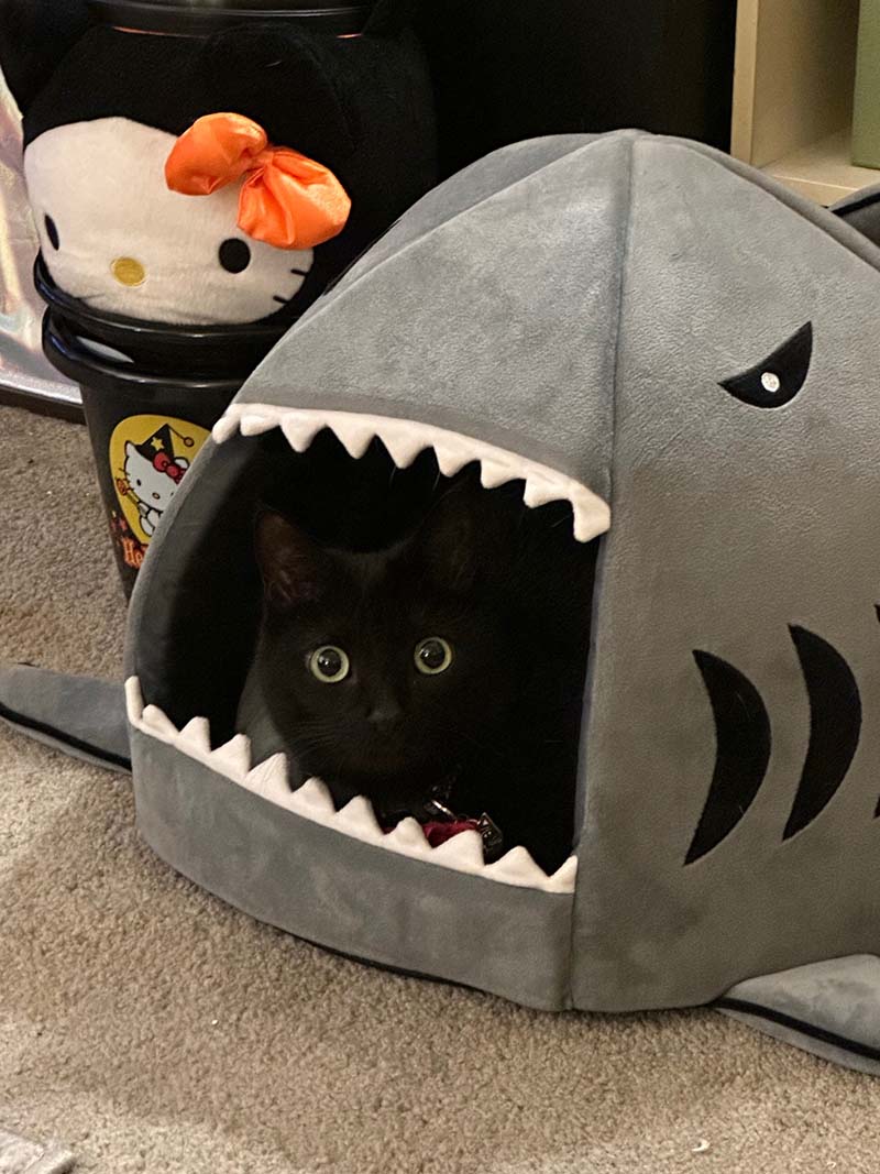 Rey, a black laying in a shark bed